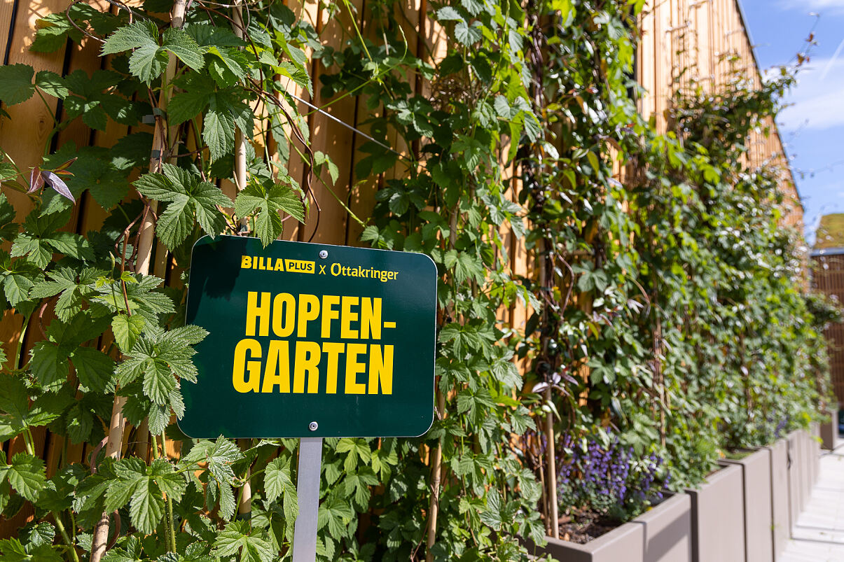 Ottakringer Hopfengarten_03_(c)_Harald_Klemm